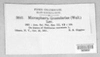 Microsphaera grossulariae image